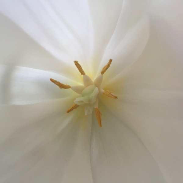 Tulpe